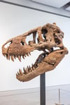 Der T-Rex-Schädel ist bei einer Auktion in New York für rund sechs Millionen Dollar (etwa 5,7 Millionen Euro) versteigert worden.