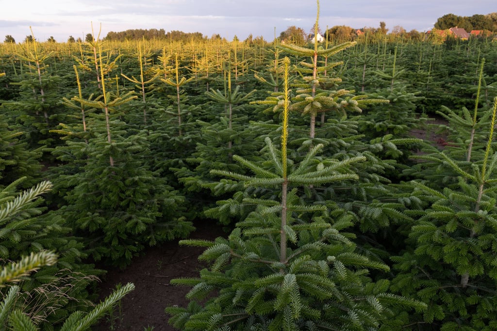 MansfeldSüdharz Weihnachtsbaum kaufen, Tannenbaum schlagen Wo kann