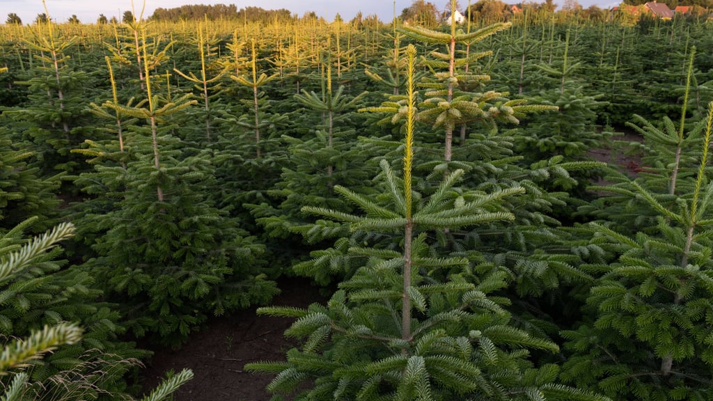 MansfeldSüdharz Weihnachtsbaum kaufen, Tannenbaum schlagen Wo kann