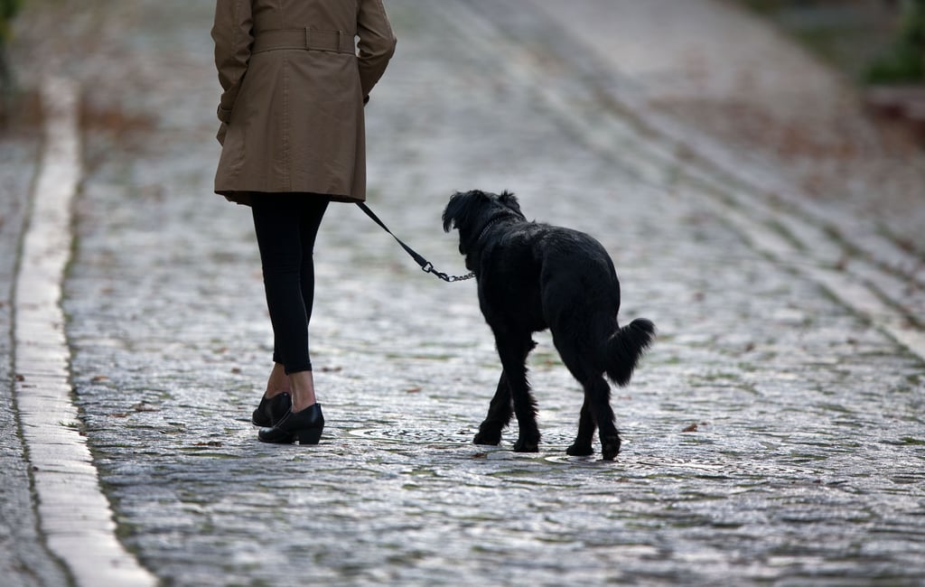 Eine Frau geht mit ihrem Hund spazieren. Die Magdeburger Ratsfraktion Gartenpartei/Tierschutzallianz beantragt für das kommende Jahr eine Halbierung der Hundesteuer, um Hundehalter finanziell zu entlasten.