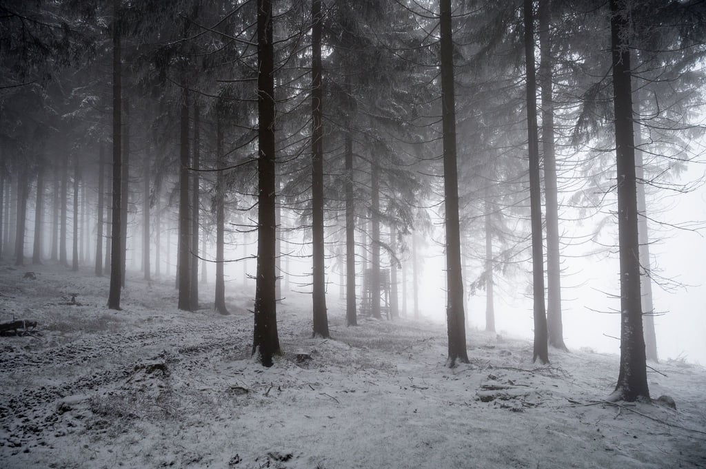 Licht durchflutet den nebeligen Wald.