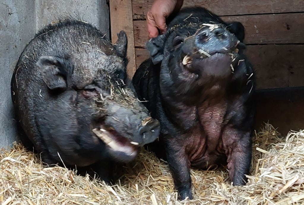Die Schweine Lolek und Bolek haben den Brand in Sachau überlebt.