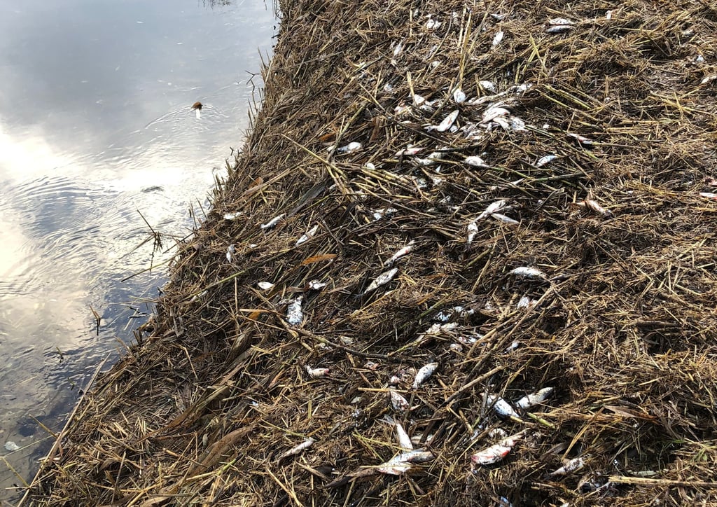 Diese Aufnahme ist am Umflutkanal im Bereich Magdeburg-Zipkeleben entstanden. In einer Böschung liegen tote Fische.