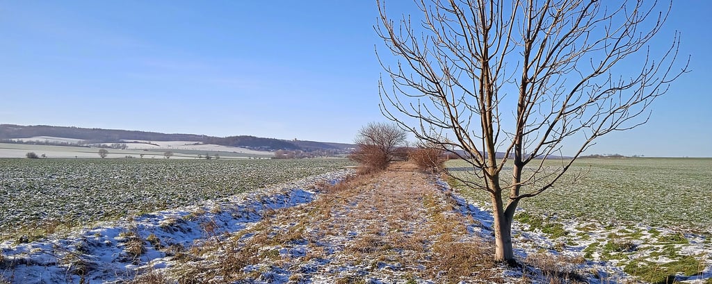 Auf der ehemaligen Bahntrasse zwischen Ballenstedt und Ermsleben soll ein Radweg entstehen.