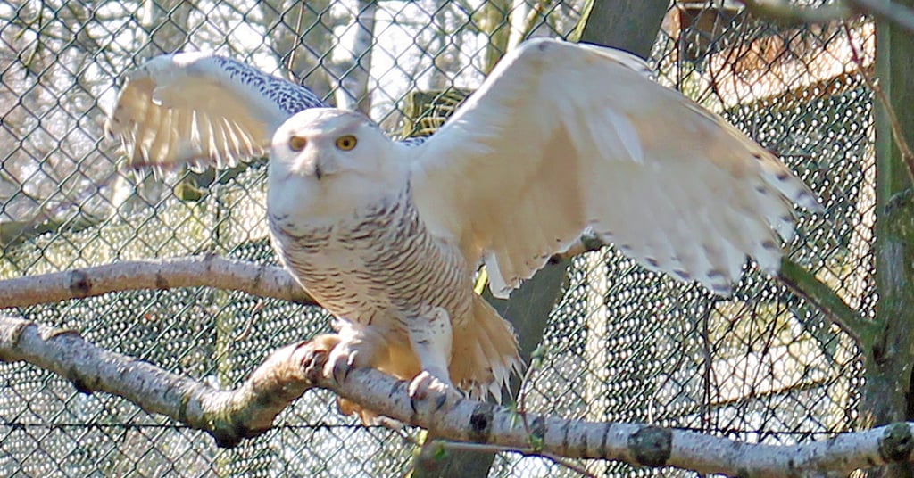 Eine Schneeeule im Wildpark Weißewarte.