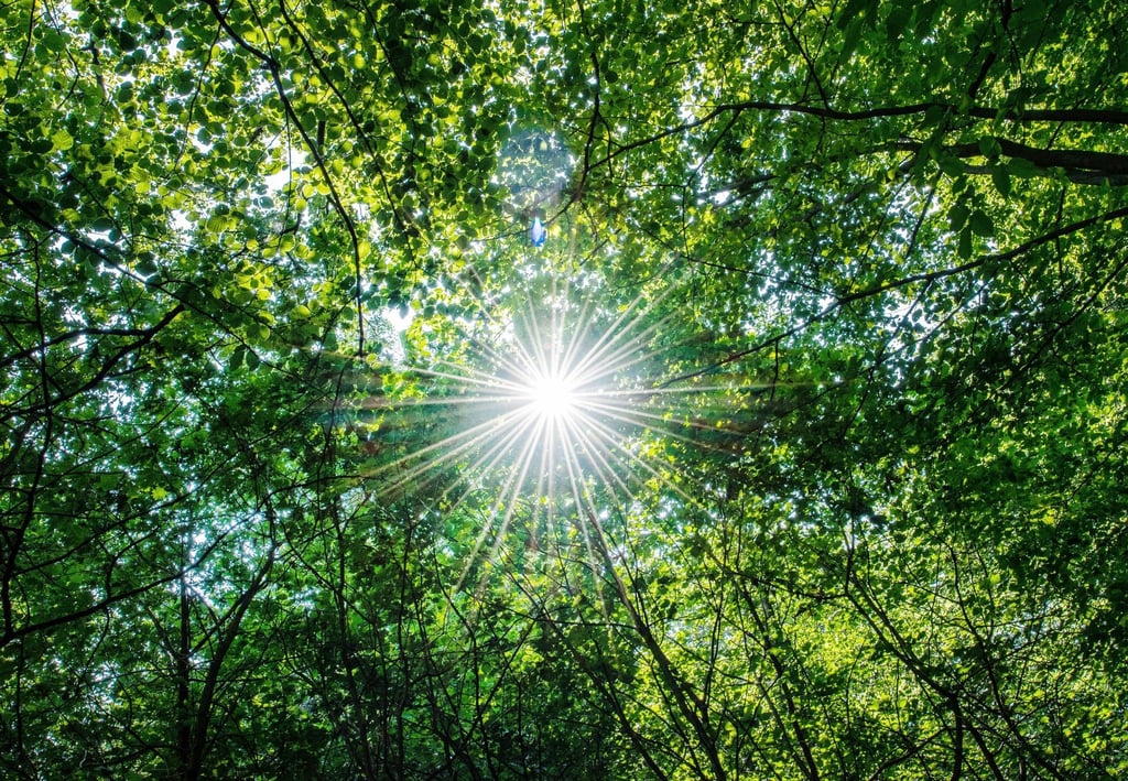 Die Sonne scheint in einem Wald durch die Blätter von Buchen.