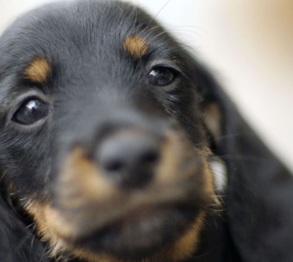 Ein Welpe ist in einen Unfall auf der Autobahn A14 bei Colbitz in Sachsen-Anhalt verwickelt worden. Der junge Hund wurde nicht verletzt - im Gegensatz zu den beiden menschlichen Unfallbeteiligten. Symbolbild: