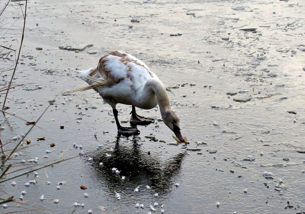 Schafft es der flügellahme Schwan auf dem Ritterflur-Teich mit Hilfe von Fütterungen durch Tierfreunde über den Winter?