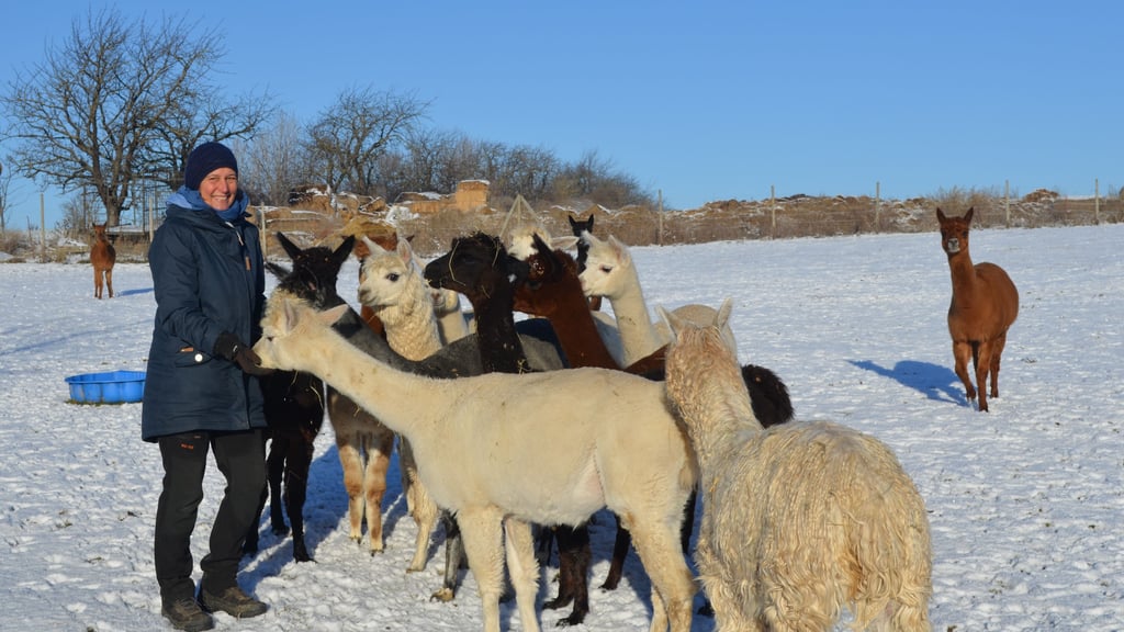 Alexandra Scheffler vom Gut Bösenburg verwöhnt ihre Alpakas gern mit Streicheleinheiten und einer extra Portion Leckerli. 