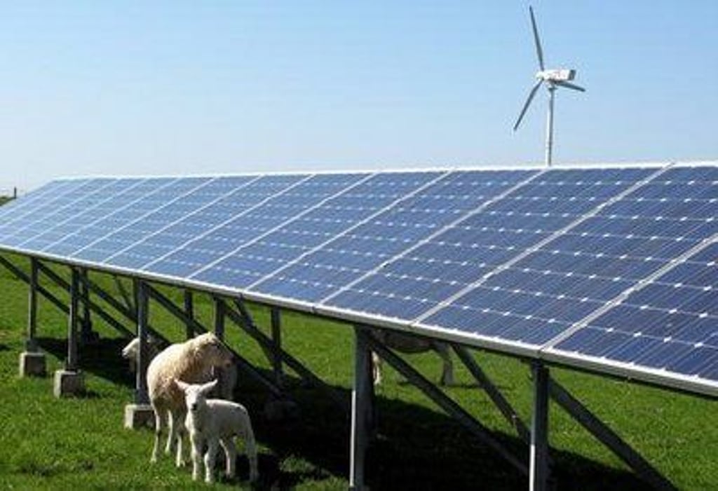So ähnlich wie hier in Nordfriesland soll die Agri-Photovoltaikanlage in Braunsbedra funktionieren. Unter den Solarpaneelen ist im Geiseltal Hühner- und Rinderhaltung geplant.