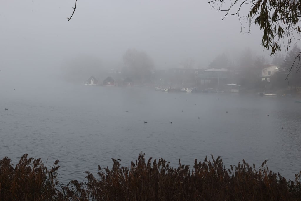 Enten sitzen bei starken Nebel auf dem Alperstedter See.