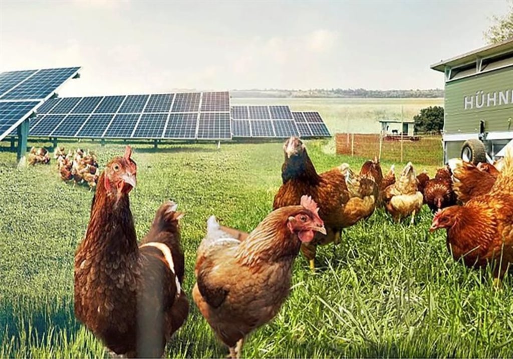 In dem geplanten Solarpark am Geiseltalsee sollen Bio-Hühner gehalten werden.