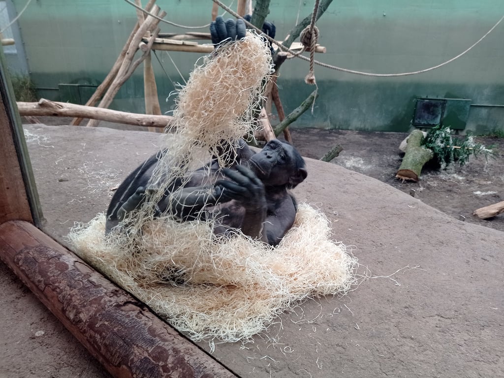 Im Magdeburger Zoo haben die Schimpansen ein neues Gehege erhalten.