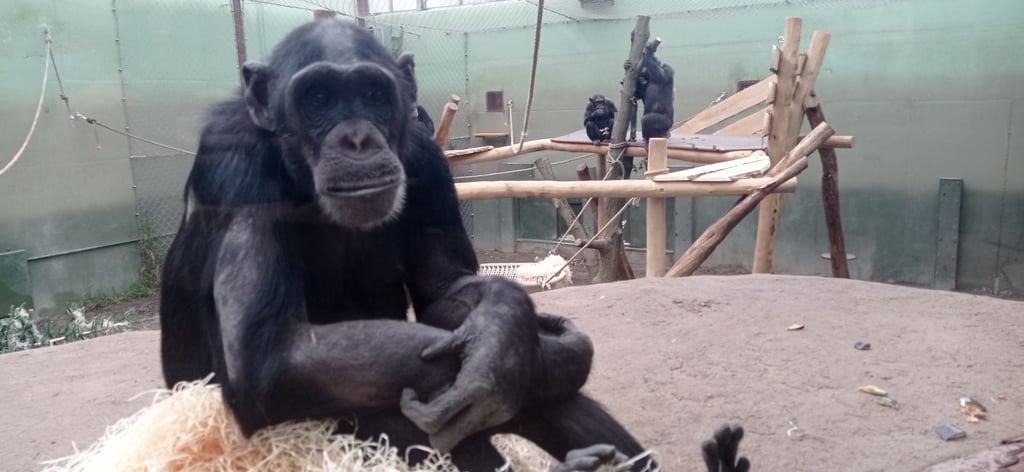 Die Schimpansen im Magdeburger Zoo haben ihre neue Anlage in Beschlag genommen und fühlten sich gleich wohl.