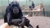 Die Schimpansen im Magdeburger Zoo haben ihre neue Anlage in Beschlag genommen und fühlten sich gleich wohl.