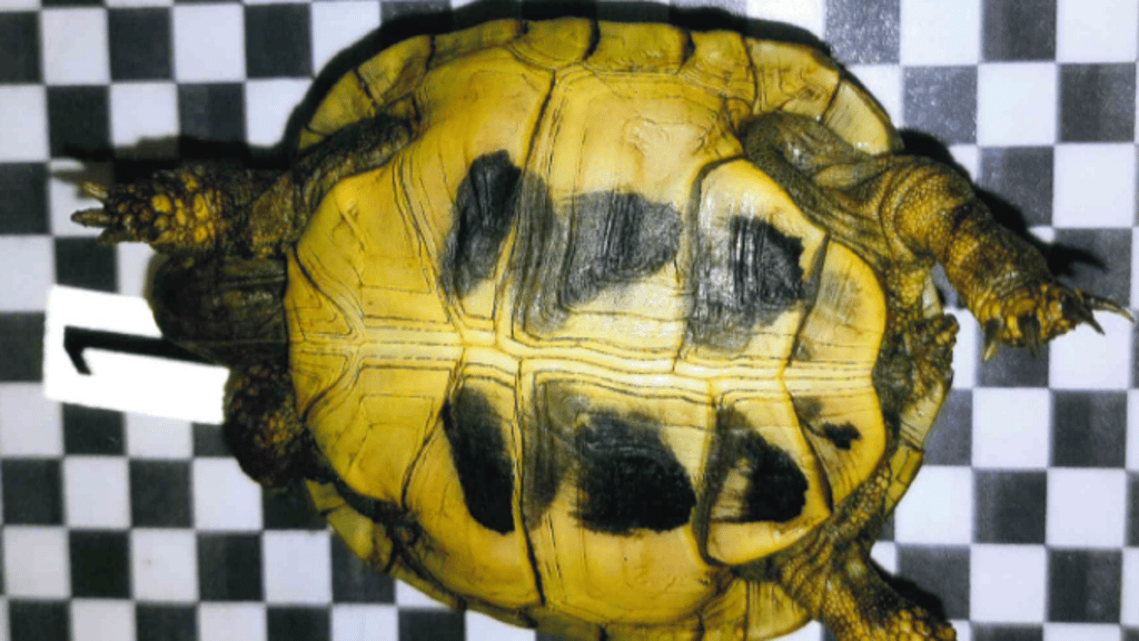 Die in Hohenmölsen gefundene Schildkröte