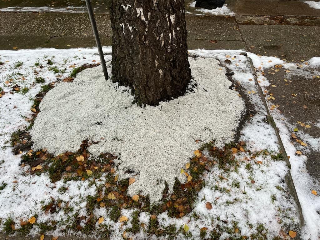 Die Gemeinde Bördeland sucht Hinweise. Wer hat das Salz am Baum in Kleinmühlingen aufgehäuft?