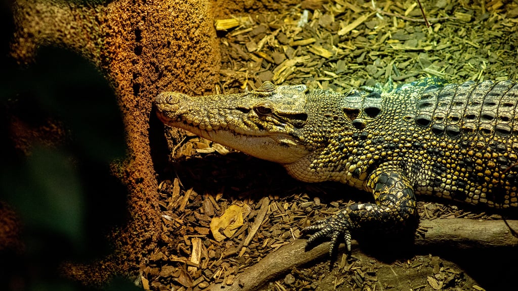 Viele Zootiere sind auf warme Temperaturen angewiesen. An dieser Stelle Energie zu sparen kommt für die Zoos nicht in Frage, denn das Tierwohl hat Vorrang.