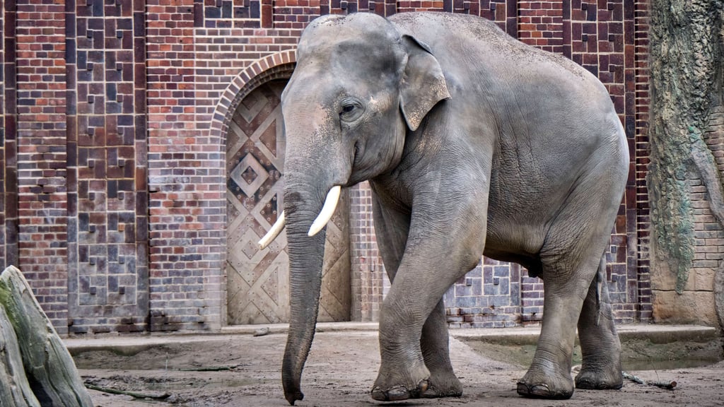 Schwere Vorwürfe im Zoo Leipzig: Ein Tierpfleger soll laut der Tierrechtsorganisation Peta Elefanten mehrfach gequält haben. Auch das Veterinäramt geht Hinweisen nach.