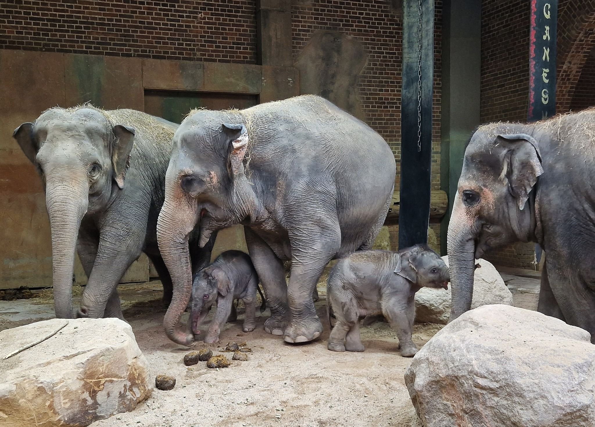 Elefantenbaby Im Zoo Leipzig: Thuza Bringt Gesundes Elefanten-Jungtier ...