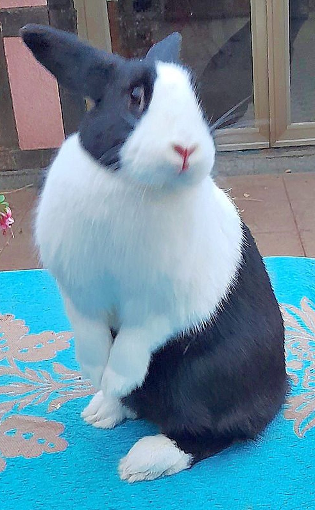 Hase „Püppi“ posiert.