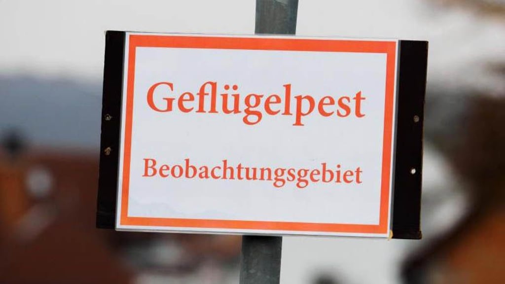 Im Salzlandkreis ist die Geflügelpest festgestellt worden.