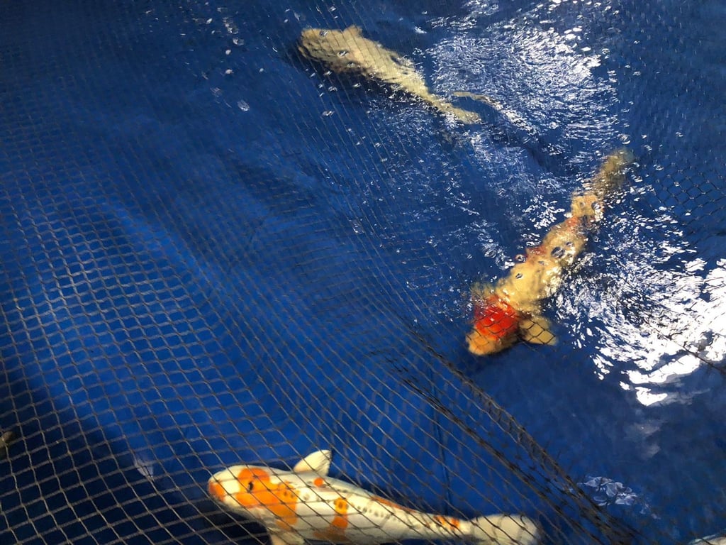 Kois aus den Anlagen des Großaquariums Aquadom schwimmen in einem Becken des Berliner Zoos.