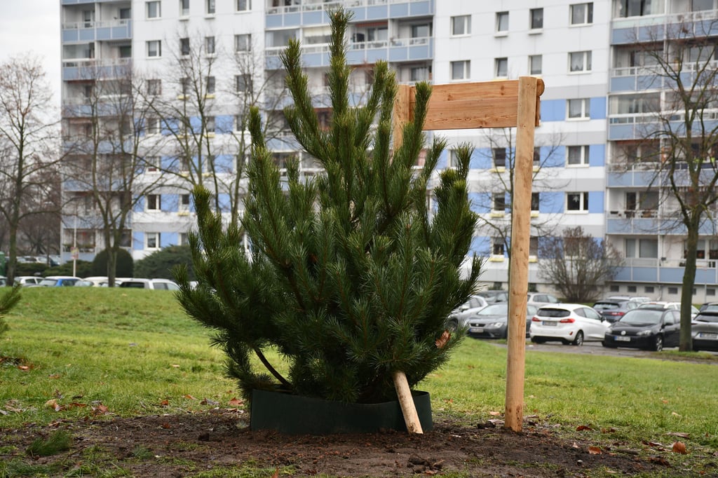 In Magdeburg werden Gießringe zur Bewässerung junger Bäume eingesetzt.