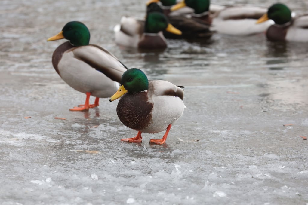 Wildenten stehen auf dem zugefroren Teil eines Flusses in Gera.
