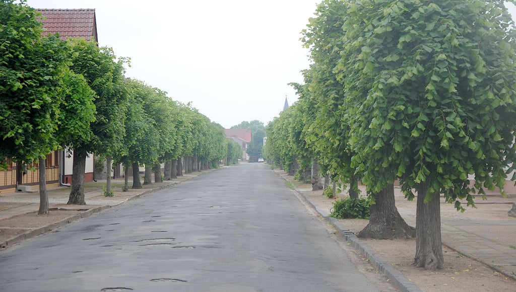 In so vollem Laubkleid wird man die alten Linden an der Cheinitzer Straße in Apenburg wohl nie wieder sehen. Noch vor dem geplanten Straßenausbau sollen sie im Februar gefällt werden.
