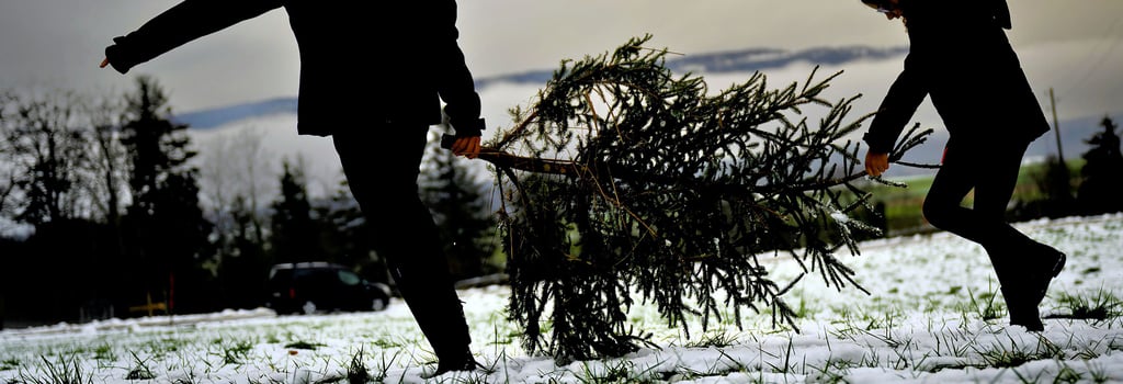 Immer wieder kommt es vor, dass Weihnachtsbäume von den Verkaufsständen gestohlen werden. Meisten sind die Täter zu zweit auf Beutezug.
