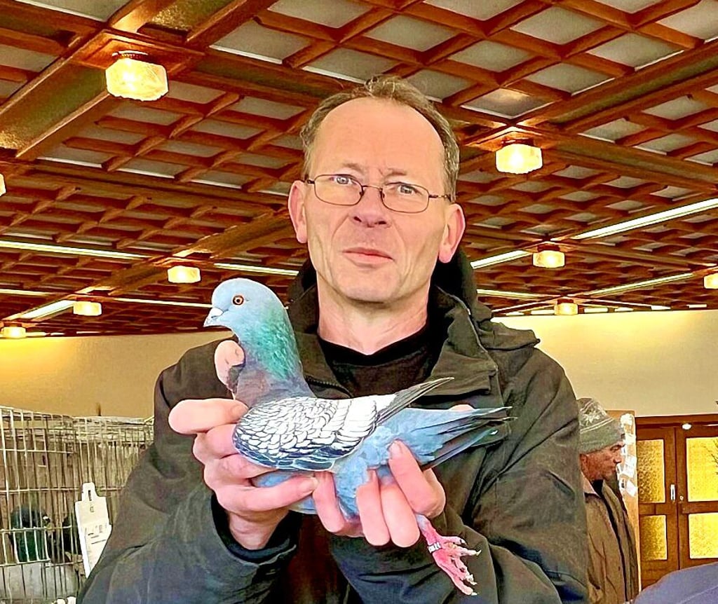 Mit seiner Täubin der Rasse Deutsche Modeneser Schietti, blau-hellschildiggesäumt, hat Karsten Dietrich schon mehrere Preise abgeräumt.