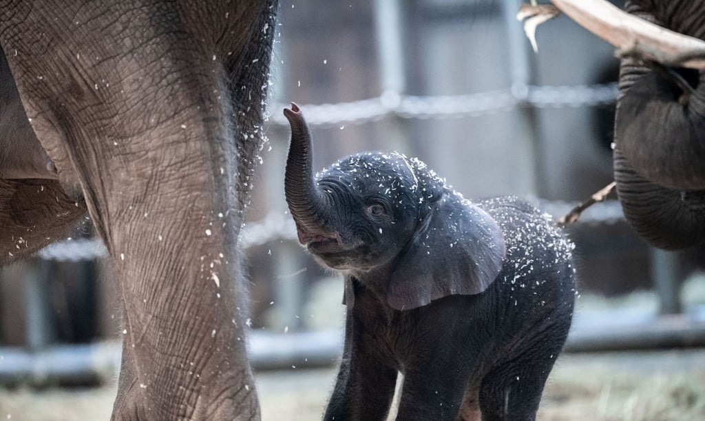 Der junge Elefantenbulle Tsavo aus dem Wuppertaler Zoo wurde eingeschläfert.