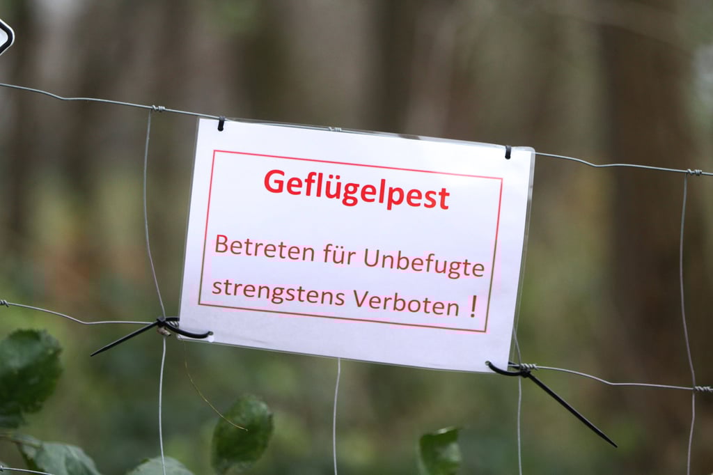 Aufgrund mehrerer Fälle von Vogelgrippe in Thüringen und Sachsen untersagt der Burgenlandkreis aktuell Geflügelausstellungen.