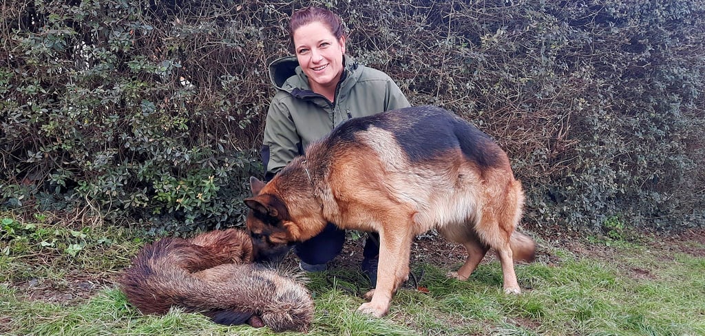 Schäferhündin Vanni hat gemeinsam mit Frauchen Melanie Plep eine Ausbildung zum Schweinekadaverspürhund absolviert.