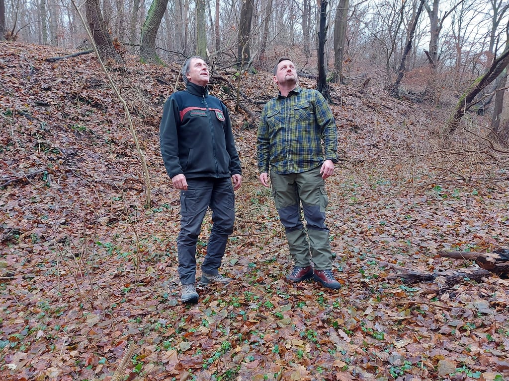 Jürgen Hartung (l.), Leiter des Betreuungsforstamtes Naumburg, und Lars Bauer, seit Anfang Dezember neuer Leiter des Reviers Laucha, nehmen Bäume in einem Wald nahe Laucha in Augenschein.