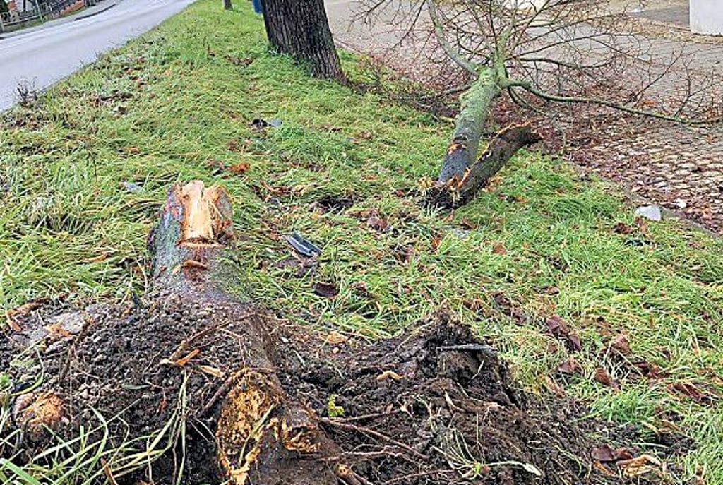Der Baum wurde zum Teil aus der Erde gerissen und brach ab.