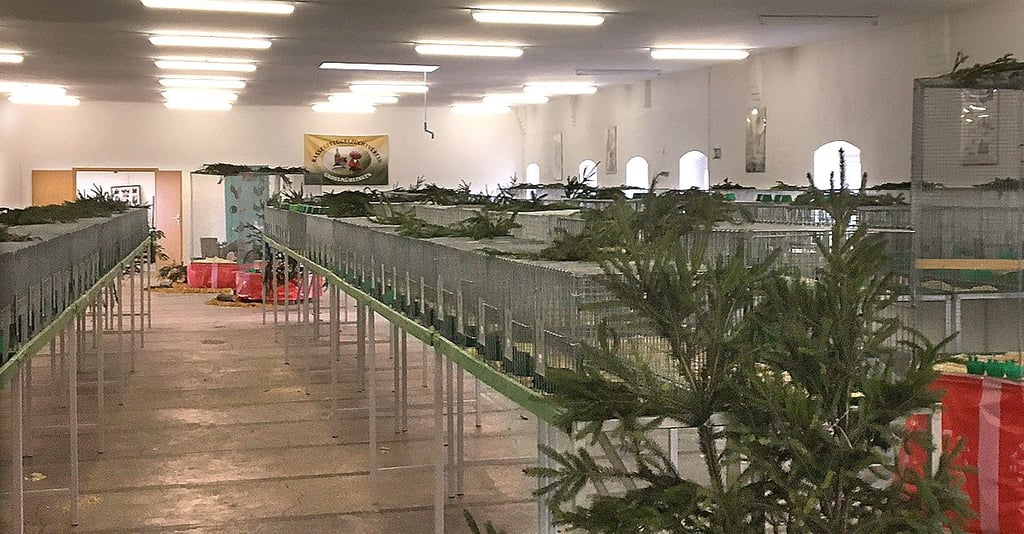 Dieses Weihnachten blieben beim Geflügelzuchtverein Großmühlingen die Käfige leider leer. Vorsorglich zum Schutz der Tiere. Im Salzland ist die Geflügelpest ausgebrochen.