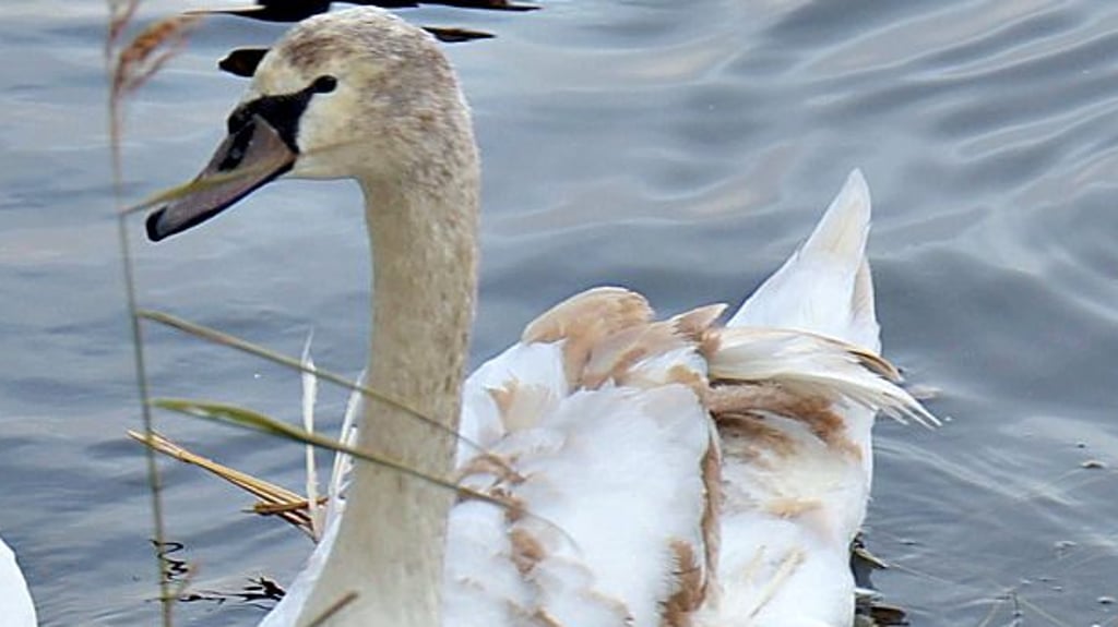 Der Jungschwan vom Staßfurter Ritterflurteich mit den Kippflügeln ist vom Ordnungsamt eingefangen worden.