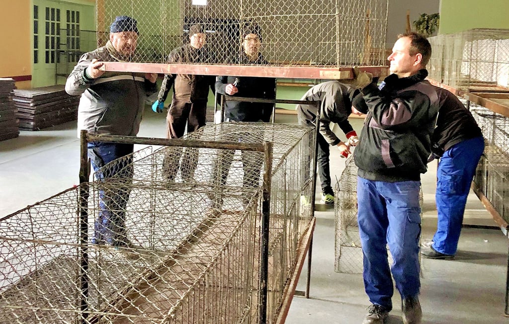 Mitglieder des Kleintierzuchtvereins Osterfeld bauen im Vereinshaus der Kleinstadt Käfige für die traditionelle Osterfelder Kleintierschau Anfang Januar auf.