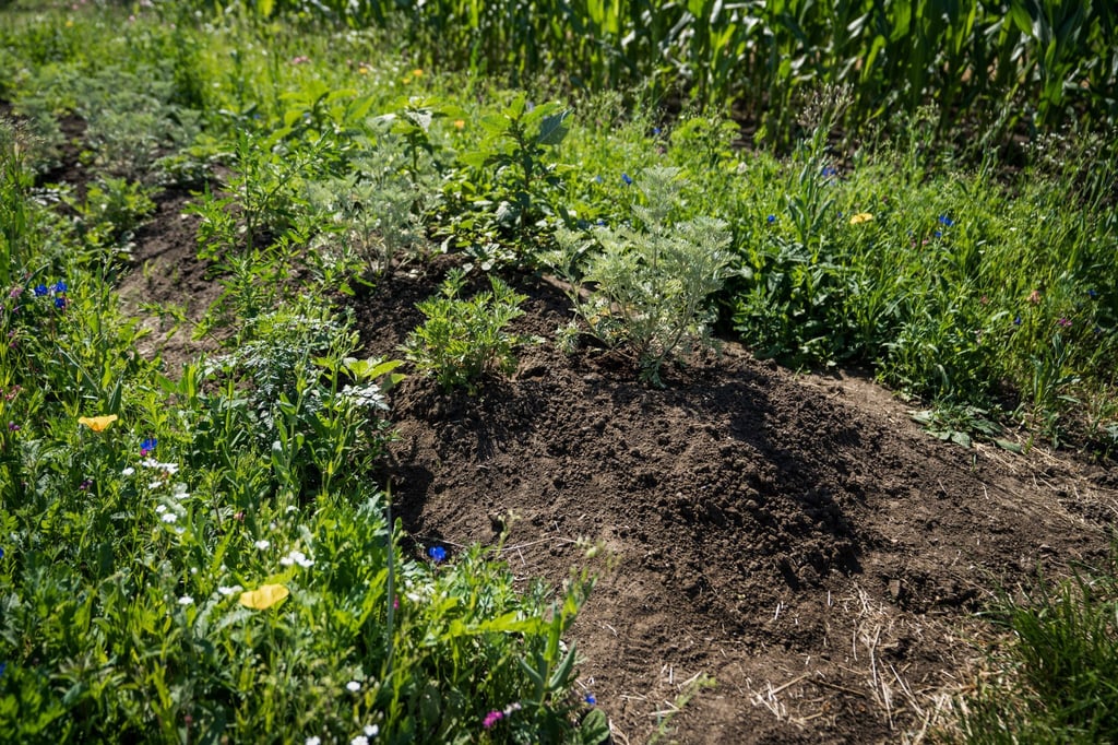 Sie sieht unscheinbar aus, ist aber wertvoll für viele Insekten: Die Käferbank, ein etwa 40 Zentimeter hoher Erdwall am Rande von Beeten oder landwirtschaftlichen Feldern.