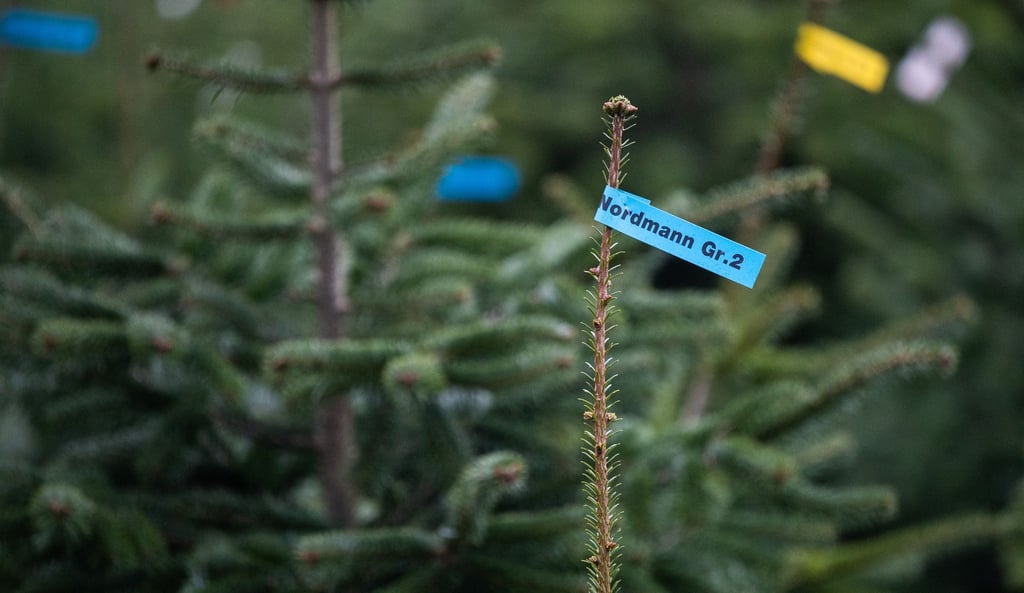 Der mit Abstand beliebteste Weihnachtsbaum der Deutschen, die Nordmanntanne, ist eher geruchsneutral.