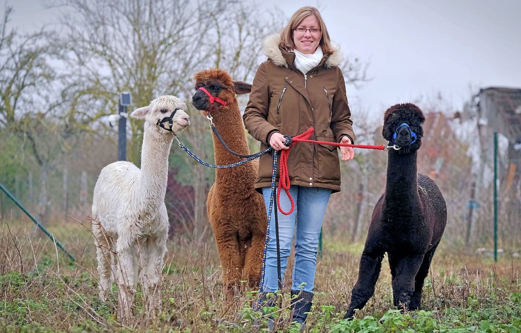Jennifer Arbter mit ihren Alpakahengsten Sansibar, Franziskus und Jimmy. Sie plant, 2023 mit ihnen eine Zucht aufzubauen.
