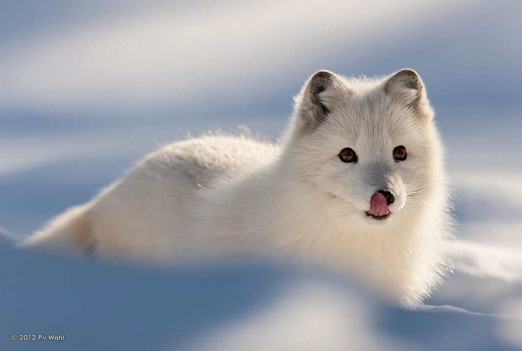 Der Polarfuchs lebt in der Arktis, genauer gesagt in Russland, Nordkanada, Nord- und Westalaska sowie in Grönland. Er erträgt Temperaturen von bis zu -70 Grad Celsius und ist ausgesprochen anpassungsfähig. Erfahren Sie hier mehr über den Polarbewohner.