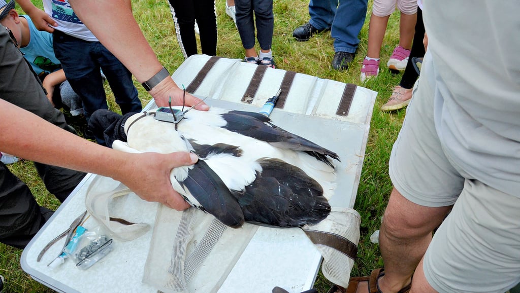 Storchenbetreuer Thomas Koberstein hält einen der Siedenlangenbecker Störche bei der Besenderung fest. Von den drei im Juli dort besenderten Störchen lebt inzwischen nur noch einer. Er verbringt den Winter in Marokko und Südspanien.