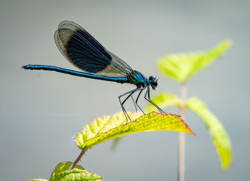 Eine Libelle sitzt auf einem Blatt am Rheinufer.