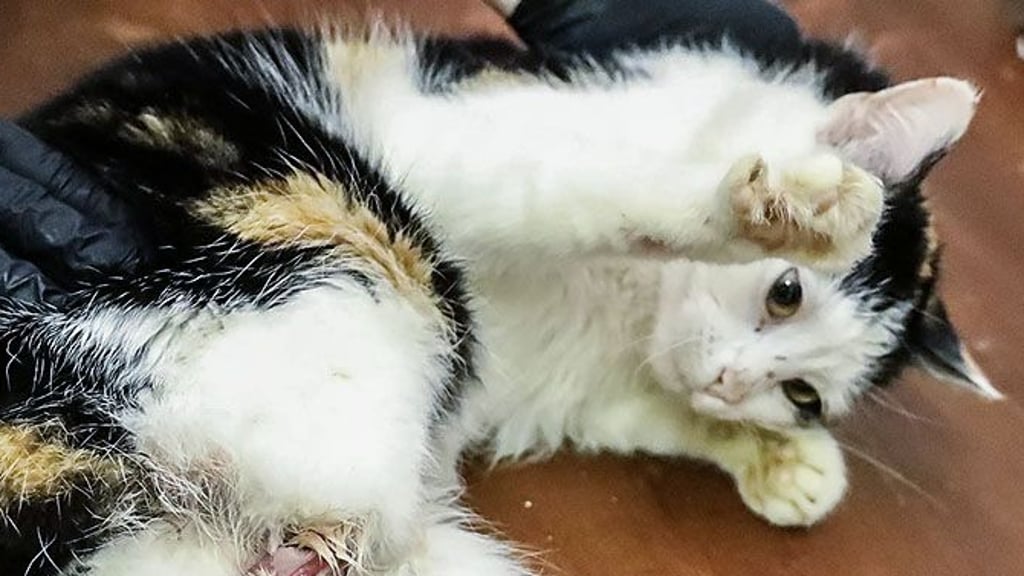 Nichts für sensible Seelen: Die verletzte Katze mit der schweren Verletzung am Bein, bevor sie operiert wird.
