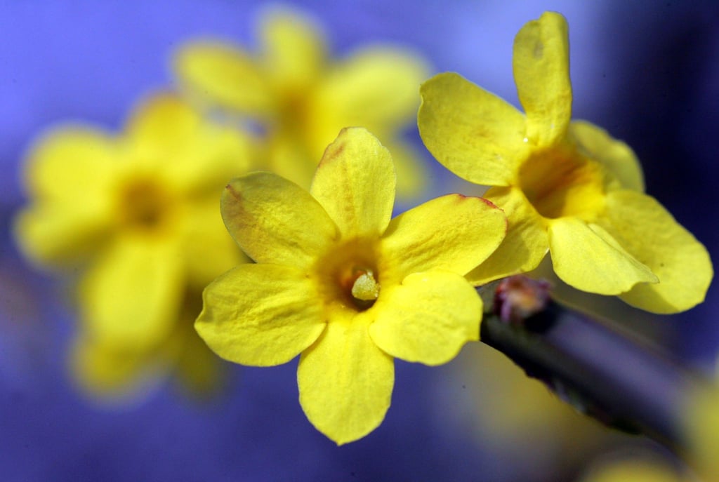 Die Zweige vieler Blütensträucher lassen sich mitten im Winter zum Blühen bringen, und mancher tut es dann sowieso. Ein typischer Winterblüher ist der Winterjasmin.