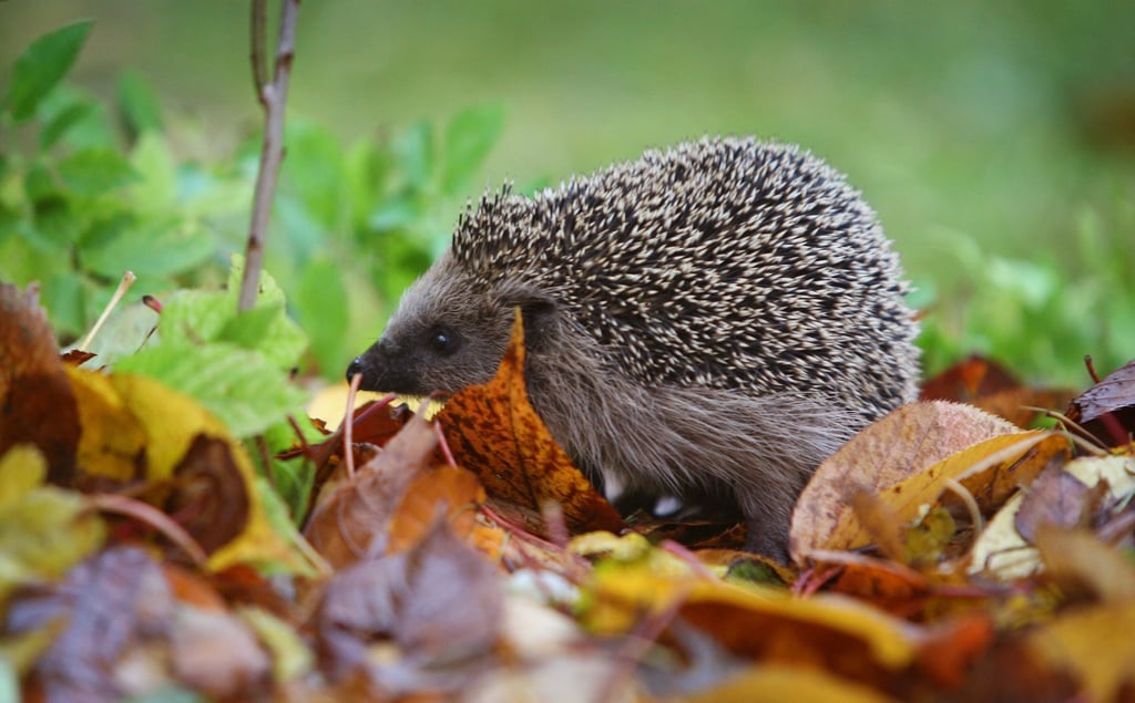 Viele Igelstationen sind momentan brechend voll. Nicht jedem Igel kann dabei noch geholfen werden, denn oft erreichen die Auffangstationen völlig unterernährte Tiere.