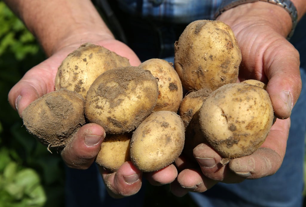 Die Kartoffelernte lässt sich lange lagern - sogar direkt im Garten.